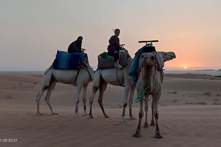Beach Dromedary Ride Near Essaouira: 1-Hour Camel Caravan to Diabat Dunes photo 3