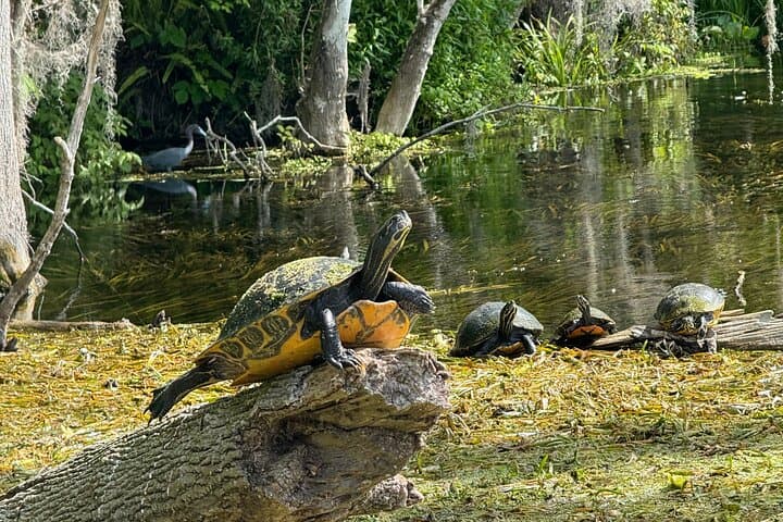 Clear Kayak Tours on the Silver River — Guided Wildlife & Film-Location Paddles photo 2