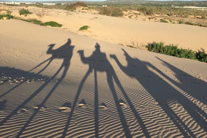 Essaouira Dromedary Ride: 2-Hour Camel Trek from Diabat photo 5