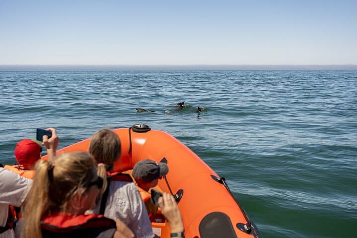 Cascais Coast Dolphin Watching — Boat Tour from Cascais Marina photo 4