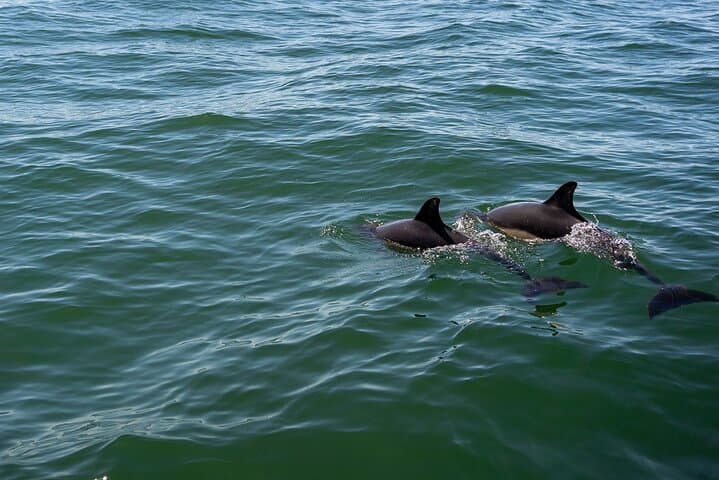 Cascais Coast Dolphin Watching — Boat Tour from Cascais Marina photo 5