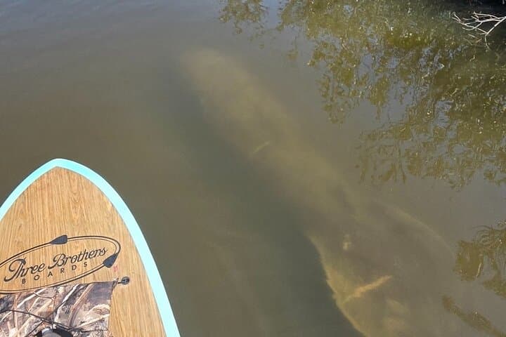 Sarasota Dolphin & Manatee Kayak Tour with Olde Florida History photo 6