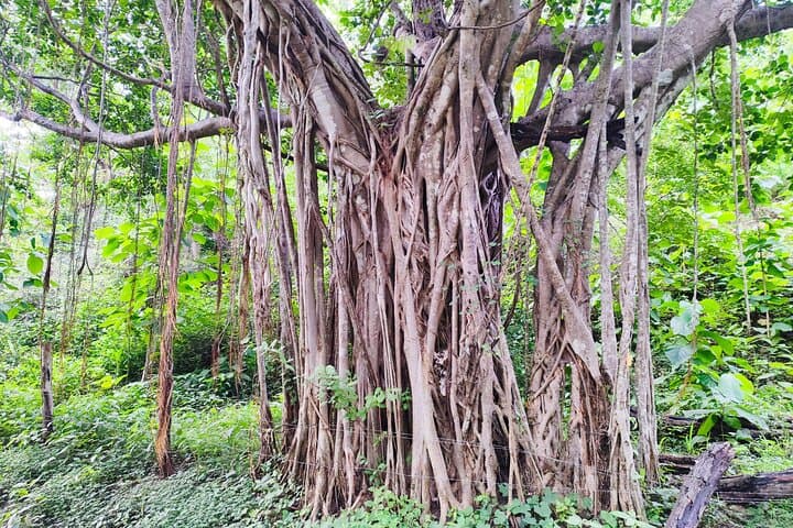 Private Dry Forest Hike in Guanacaste — Waterfalls & Wildlife photo 3