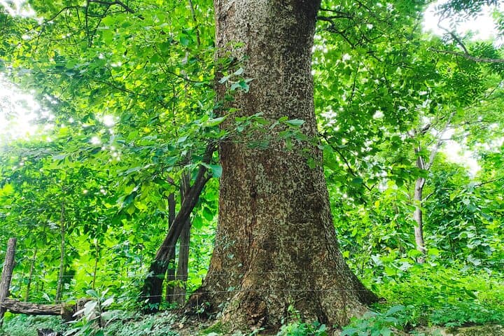 Private Dry Forest Hike in Guanacaste — Waterfalls & Wildlife photo 4