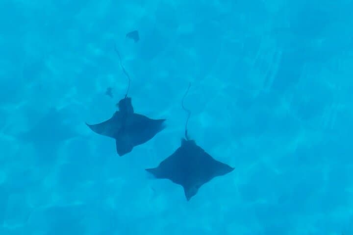 Eco Kayak Excursion in Moorea Lagoon — Swim with Rays, Turtles & Snorkel Coral Gardens photo 6