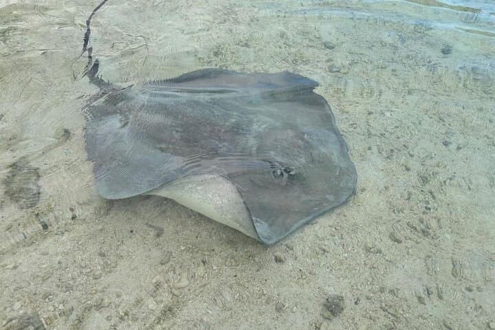 Eco Kayak Excursion in Moorea Lagoon — Swim with Rays, Turtles & Snorkel Coral Gardens photo 4