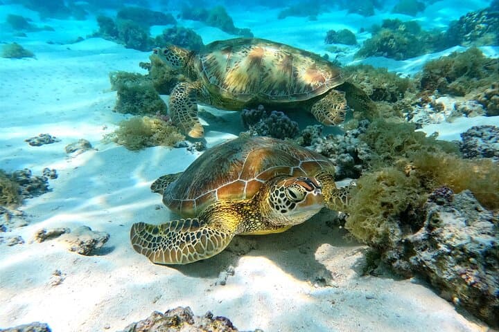 Eco Kayak Excursion in Moorea Lagoon — Swim with Rays, Turtles & Snorkel Coral Gardens photo 2
