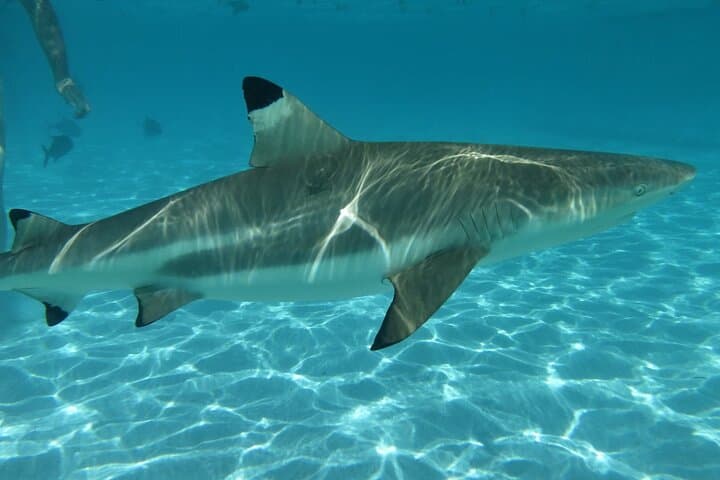 Eco Kayak Excursion in Moorea Lagoon — Swim with Rays, Turtles & Snorkel Coral Gardens