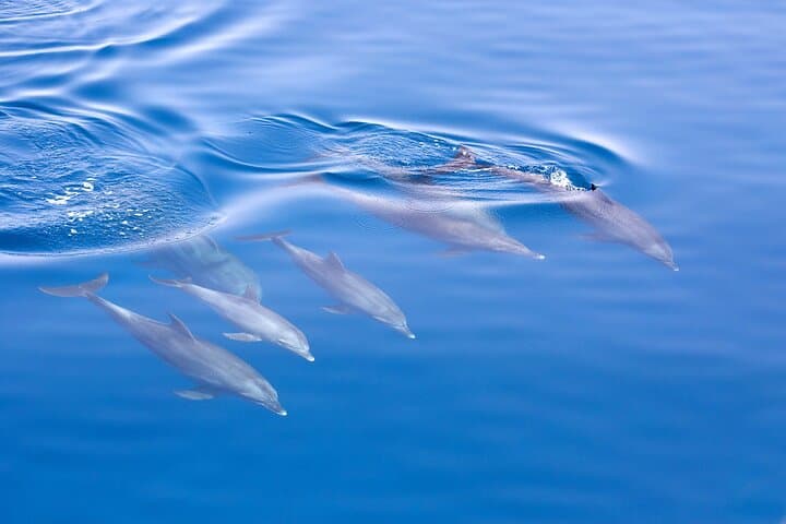 Port Stephens Day Adventure: Dolphins, Koalas & Stockton Sand Dunes photo 6