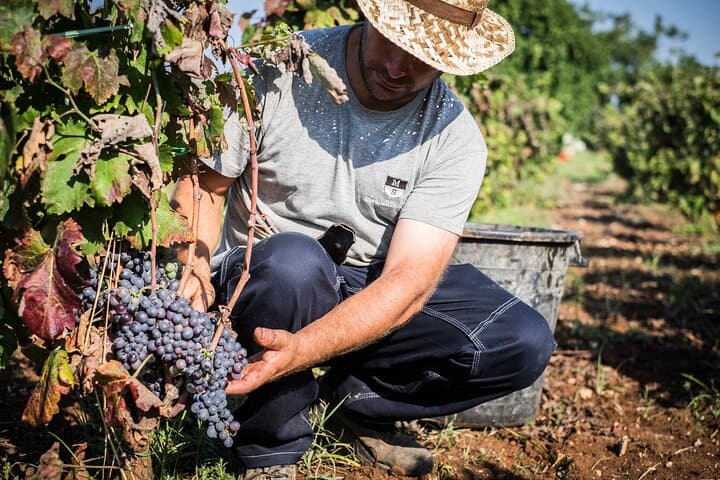 Kefalonia Wine Tour: 18 Tastings Across Three Wineries by Mt Ainos photo 6
