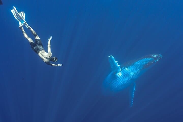 Tahiti Half-Day Humpback Whale Watching — Small-Group Tour photo 5