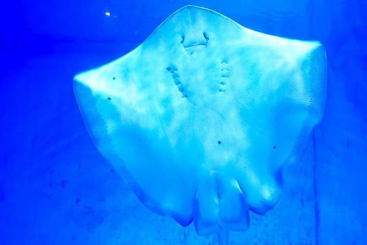 Hurghada Grand Aquarium: Skip-the-Line Entry & Guided Tour photo 4