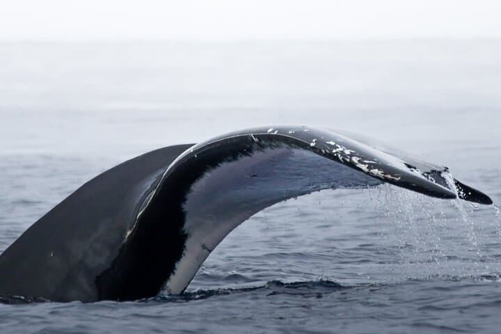 Swim with Humpback Whales in Moorea — Ethical Half-Day Whale Encounter photo 2