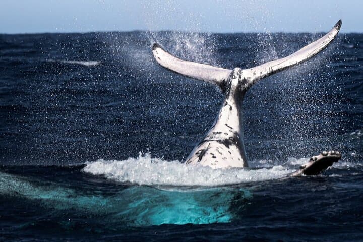 Swim with Humpback Whales in Moorea — Ethical Half-Day Whale Encounter photo 3