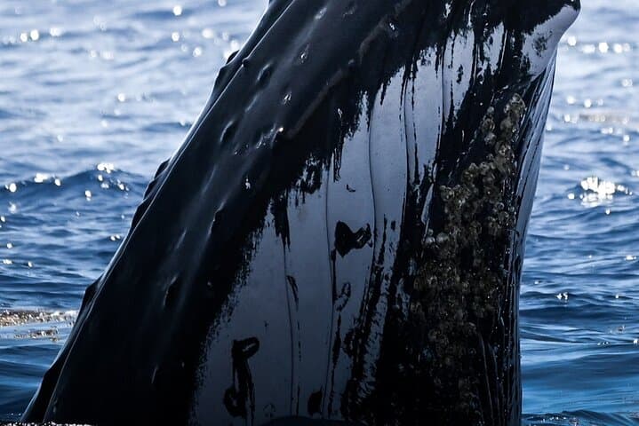 Swim with Humpback Whales in Moorea — Ethical Half-Day Whale Encounter photo 4