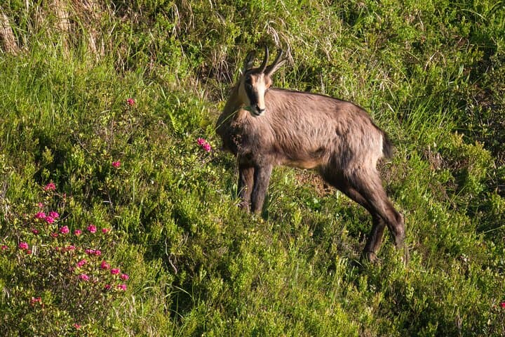Alpine Wildlife Observation Day in Megève: Guided Animal Tracking at Mont Joly photo 2