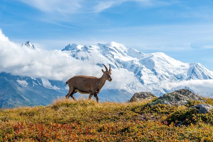 Alpine Wildlife Observation Day in Megève: Guided Animal Tracking at Mont Joly photo 3