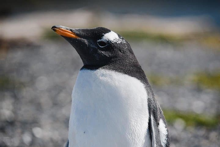 Walk with Penguins on Martillo Island — Wildlife Walk from Ushuaia