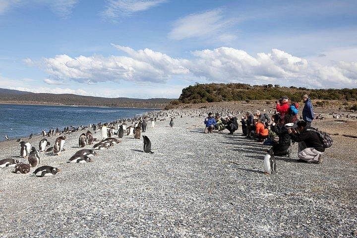 Walk with Penguins on Martillo Island — Wildlife Walk from Ushuaia photo 2