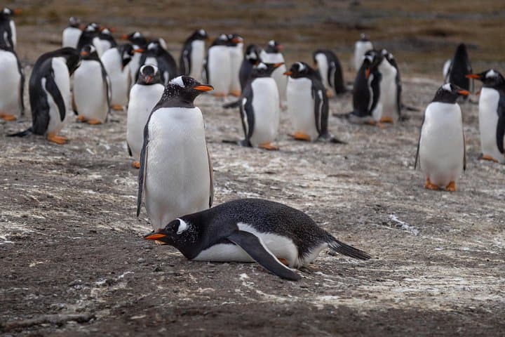 Walk with Penguins on Martillo Island — Wildlife Walk from Ushuaia photo 4