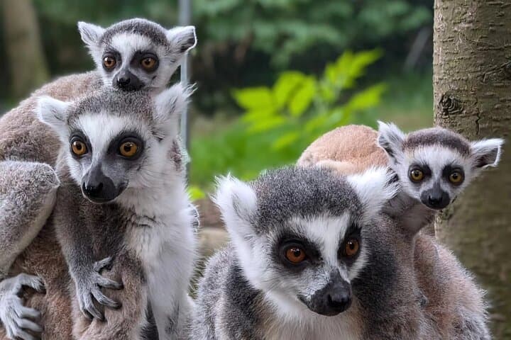 hoo-zoo-and-dinosaur-world-telford-full-day-wildlife-and-dinosaur-experience photo 4