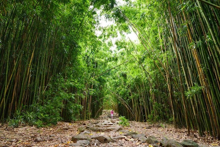 Private 8-Hour Jungle Waterfall Tour from Maui — Swim, Cliff Jump & Explore photo 6