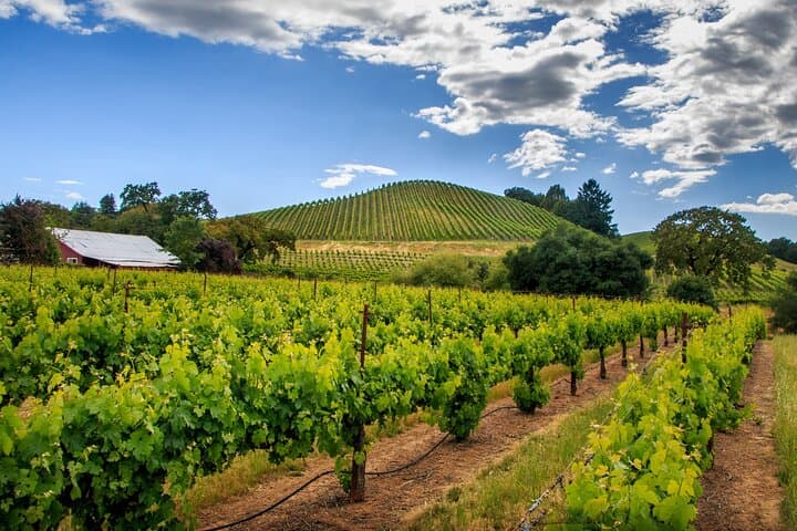 Private Napa and Sonoma Valley Wine Tour — Full-Day Private Tasting Excursion
