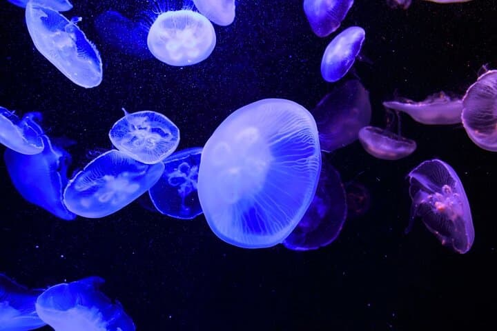 Inside Tokyo Sumida Aquarium: Penguins, Japan’s Largest Indoor Open Tank & Practical Tips photo 5