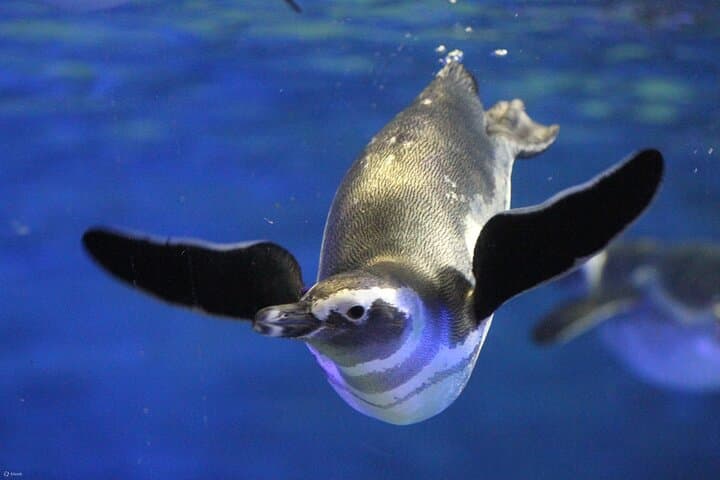 Inside Tokyo Sumida Aquarium: Penguins, Japan’s Largest Indoor Open Tank & Practical Tips