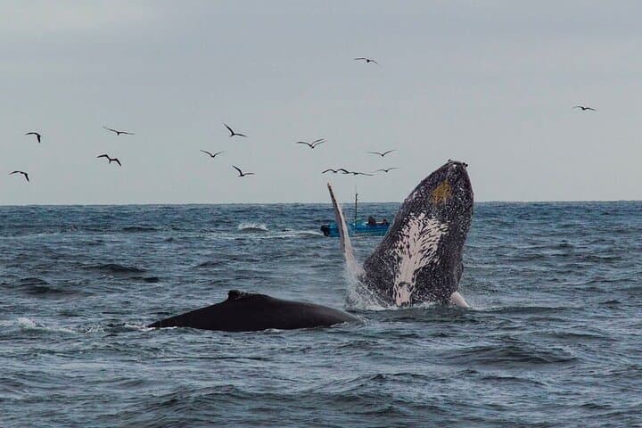 Snorkel with Turtles and Watch Humpbacks in Machalilla National Park photo 4