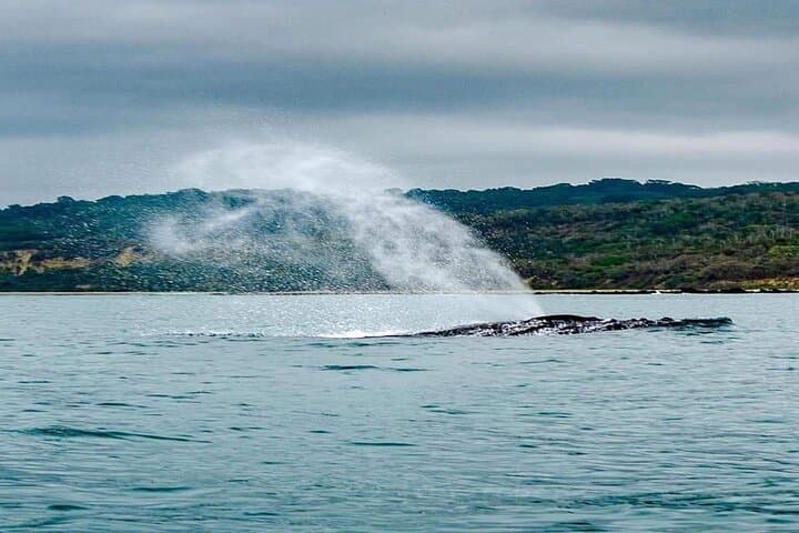 Snorkel with Turtles and Watch Humpbacks in Machalilla National Park photo 5
