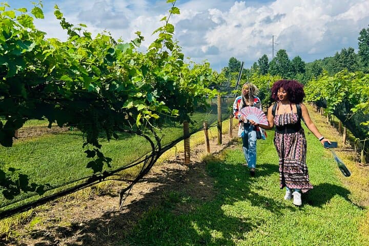 Ellijay Three-Vineyards Private Wine Tasting Tour from Atlanta