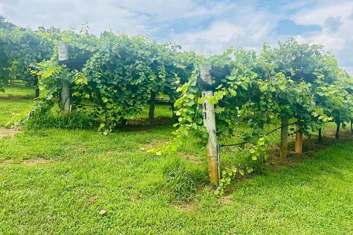 Ellijay Three-Vineyards Private Wine Tasting Tour from Atlanta photo 5