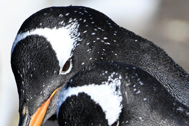 Walking with the Penguins: Bertha's Beach & Gypsy Cove Wildlife Walk from Stanley