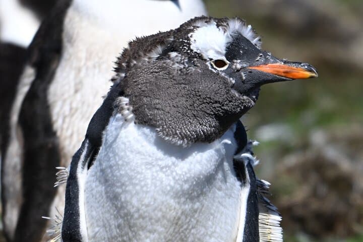 Walking with the Penguins: Bertha's Beach & Gypsy Cove Wildlife Walk from Stanley photo 2