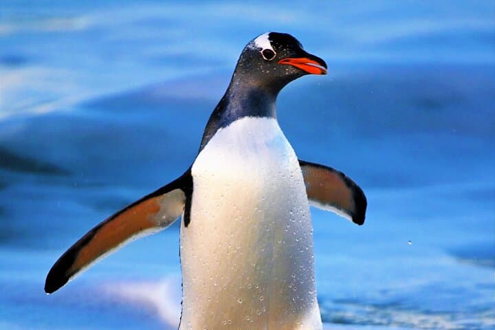 Walking with the Penguins: Bertha's Beach & Gypsy Cove Wildlife Walk from Stanley photo 3