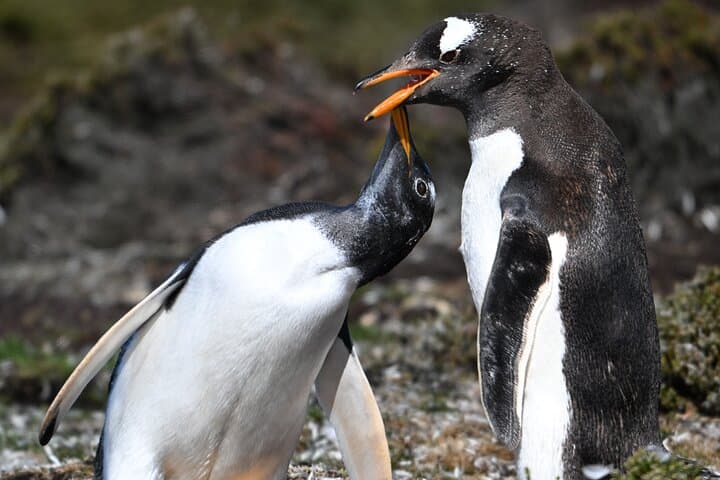 Walking with the Penguins: Bertha's Beach & Gypsy Cove Wildlife Walk from Stanley photo 4