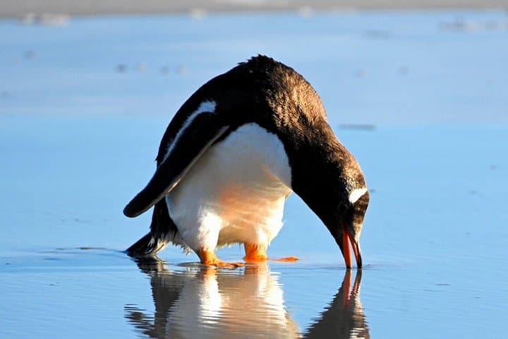Walking with the Penguins: Bertha's Beach & Gypsy Cove Wildlife Walk from Stanley photo 5