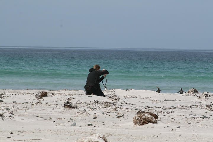 Walking with the Penguins: Bertha's Beach & Gypsy Cove Wildlife Walk from Stanley photo 6