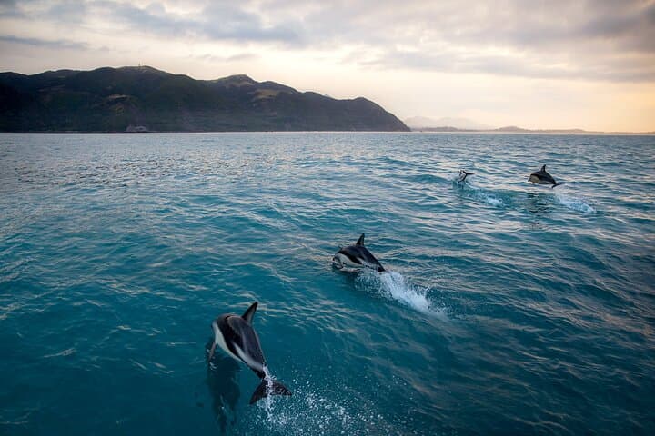 Paddle with Seals: Kaikoura Small-Group Coastal Kayak from Christchurch photo 5