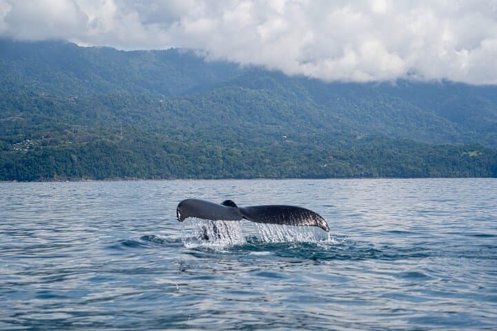 Whale Watching at Marino Ballena National Park — Uvita Boat Tour