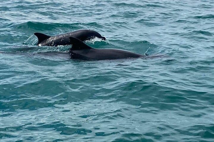 Whale Watching at Marino Ballena National Park — Uvita Boat Tour photo 2