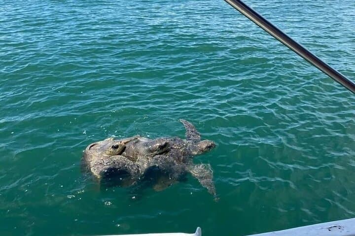 Whale Watching at Marino Ballena National Park — Uvita Boat Tour photo 3