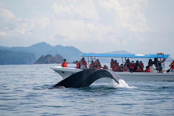 Whale Watching at Marino Ballena National Park — Uvita Boat Tour photo 4