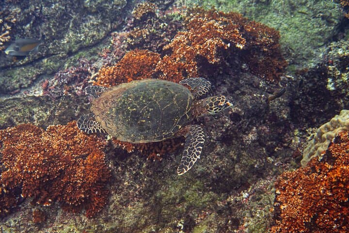 Whale Watching at Marino Ballena National Park — Uvita Boat Tour photo 6