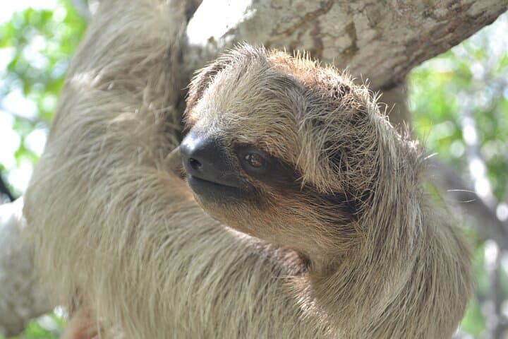 Sloth and Monkey Sanctuary Excursion in Roatán — Up-Close Wildlife Encounters