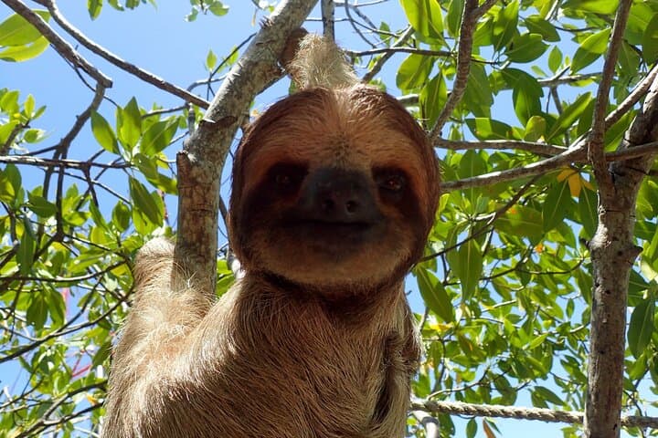 Sloth and Monkey Sanctuary Excursion in Roatán — Up-Close Wildlife Encounters photo 4