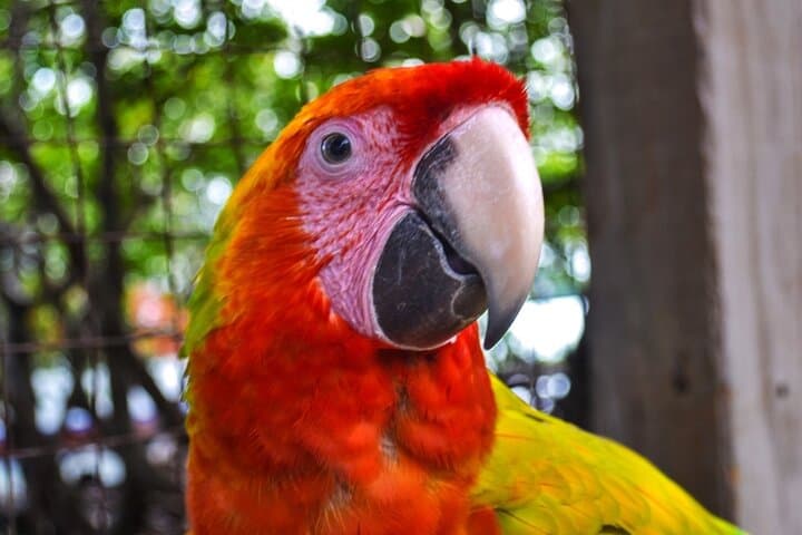 Sloth and Monkey Sanctuary Excursion in Roatán — Up-Close Wildlife Encounters photo 5