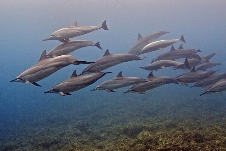 Kauai Beginner SCUBA at Koloa Landing — Guided Shore Dives & Turtle Encounters photo 5