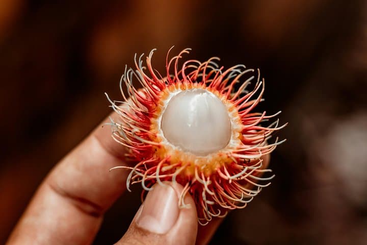Daintree Sensations: Rainforest-to-Plate Food Tour from Port Douglas photo 6